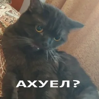 😠 emoji Коты-воители Telegram sticker 8 of 42