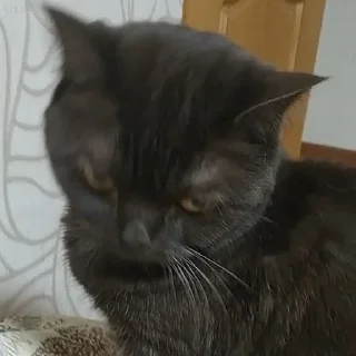 😾 emoji Коты-воители Telegram sticker 17 of 42