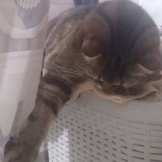 😢 emoji Коты-воители Telegram sticker 22 of 42
