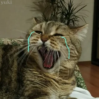 😭 emoji Коты-воители Telegram sticker 23 of 42