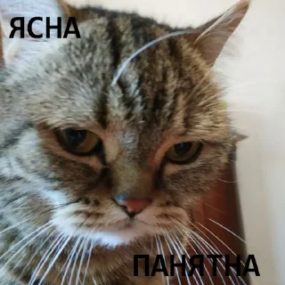 😢 emoji Коты-воители Telegram sticker 6 of 42