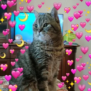 ❤️ emoji Коты-воители Telegram sticker 4 of 42