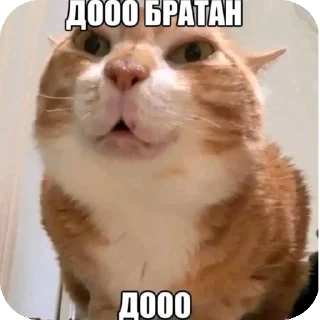 Sticker from Свои мемы @XZ_MAMGO