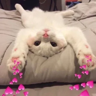 🐈 emoji Lover Telegram sticker 23 of 82