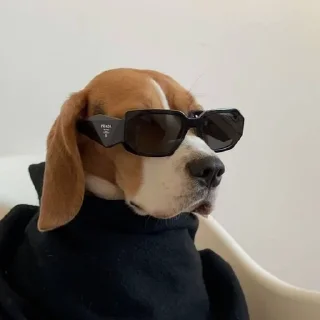 😎 emoji odddogs Telegram sticker 17 of 49