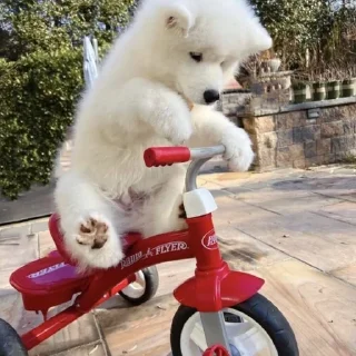 🚲 emoji odddogs Telegram sticker 8 of 49