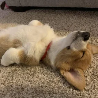 😴 emoji odddogs Telegram sticker 12 of 49
