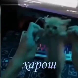 Sticker from Відео мем