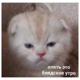 Sticker from Кеша