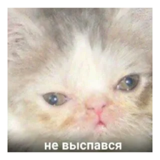 Sticker from Кеша