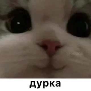 Sticker from укр меми
