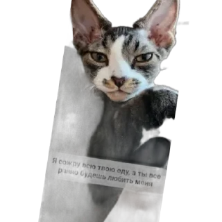 Sticker from Котик-йодик