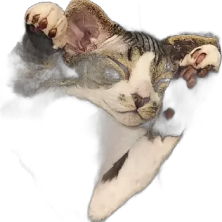Sticker from Котик-йодик