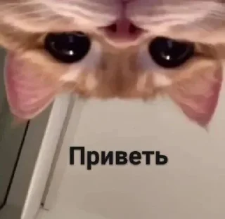Sticker from adelishka