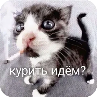 Sticker from filipovnas