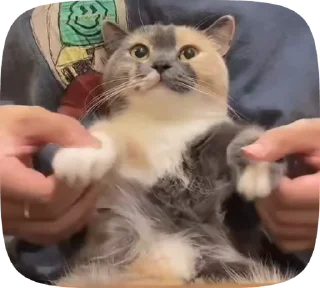 Memes gif sticker 3