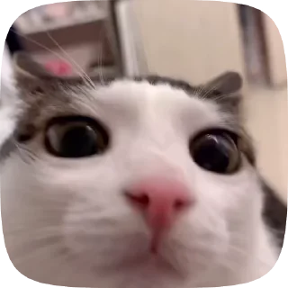 🌟 emoji Memes gif Telegram sticker 7 of 107