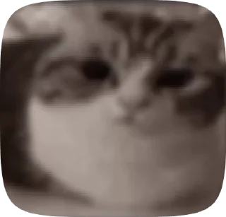 Memes gif sticker 2