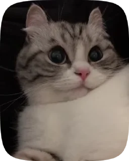 🌟 emoji Memes gif Telegram sticker 23 of 107