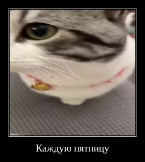 Sticker from Братство Комаров @KAMARDK @MoiStikiBot