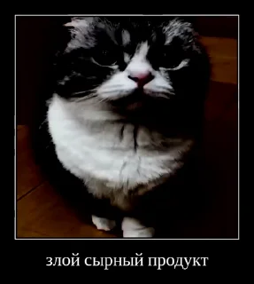 Sticker from Братство Комаров @KAMARDK @MoiStikiBot
