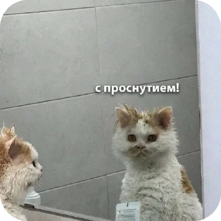 Sticker from Жизненные котики