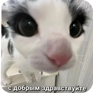 Sticker from Жизненные котики