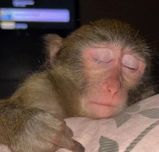 Sticker from Monkeys stickers