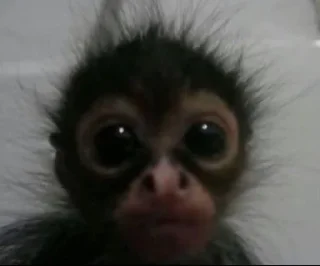 Sticker from Monkeys stickers