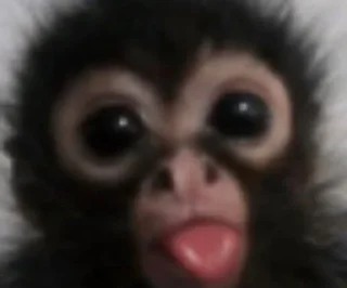 Sticker from Monkeys stickers