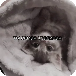 😍 emoji милые вп видео Telegram sticker 9 of 10