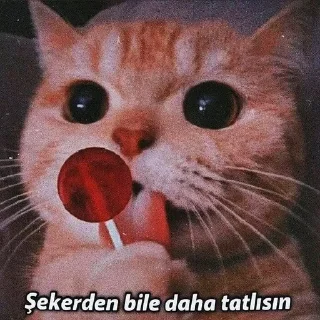 Sticker from Nigar