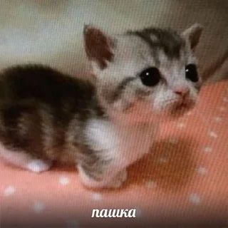 🇺🇦 emoji твис заебала Telegram sticker 5 of 70