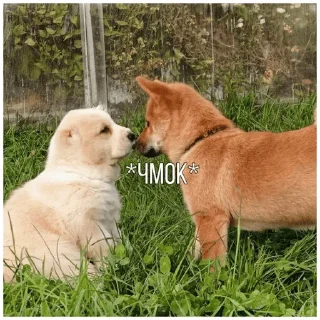 Sticker from Собачки @dogsaredogs