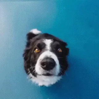 Sticker from Собачки • @TgStickery