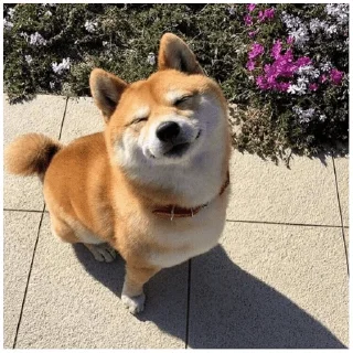 😊 emoji Собачки @dogsaredogs Telegram sticker 11 of 31