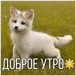 ☀️ emoji Собачки @dogsaredogs Telegram sticker 17 of 31