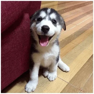 😃 emoji Собачки @dogsaredogs Telegram sticker 16 of 31