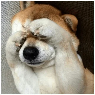 😯 emoji Собачки @dogsaredogs Telegram sticker 13 of 31