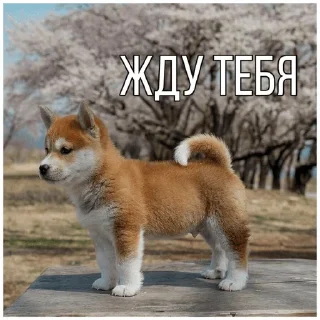 👀 emoji Собачки @dogsaredogs Telegram sticker 7 of 31