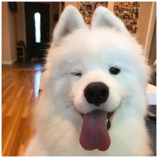 😜 emoji Собачки @dogsaredogs Telegram sticker 5 of 31