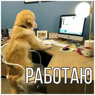 💼 emoji Собачки @dogsaredogs Telegram sticker 14 of 31