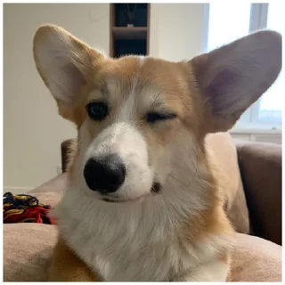😉 emoji Собачки @dogsaredogs Telegram sticker 22 of 31