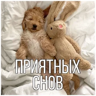 😴 emoji Собачки @dogsaredogs Telegram sticker 21 of 31