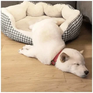 🥱 emoji Собачки @dogsaredogs Telegram sticker 10 of 31