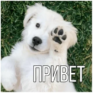👋 emoji Собачки @dogsaredogs Telegram sticker 6 of 31