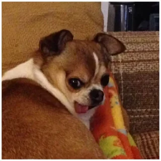 😝 emoji Собачки @dogsaredogs Telegram sticker 18 of 31