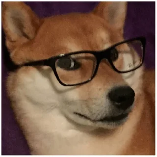 🤓 emoji Собачки @dogsaredogs Telegram sticker 24 of 31
