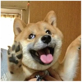 🤪 emoji Собачки @dogsaredogs Telegram sticker 12 of 31