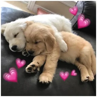 💗 emoji Собачки @dogsaredogs Telegram sticker 19 of 31